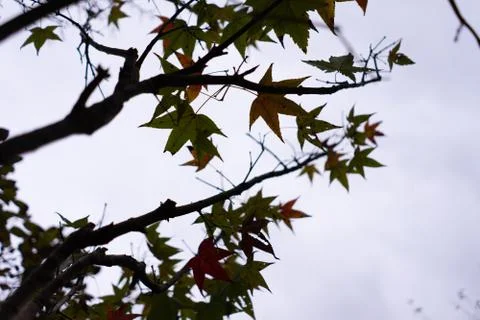 Red maple leaves that fall from the beginning in the fall Stock Photos
