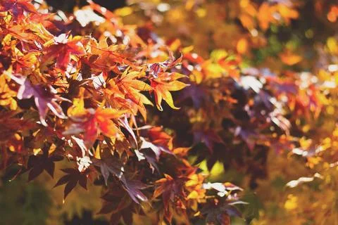 Red Maple leaves on a fall day in Urbana. Stock Photos