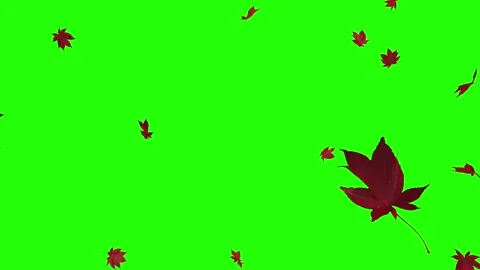 Red Maple leaves falling down green screen Stock Footage 322775760
