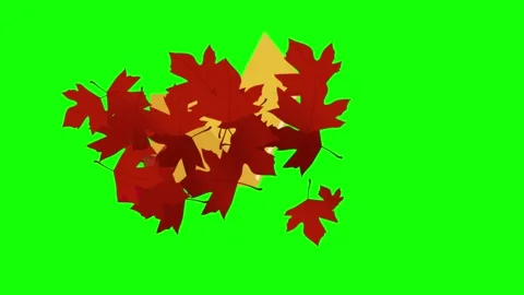 Red maple leaves falling on green screen Stock Footage 340754537