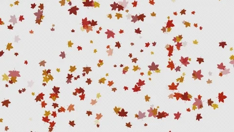 Red Maple Leaves Falling Seamless Transparent Background Stock Footage 319885431