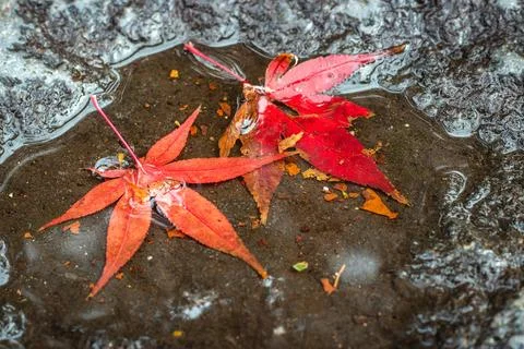 Red maple Leaves fell in a puddle of water on the rocks. Stock-Fotos