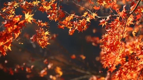 Red maple leaves fly from the tree under the pressure of the wind. Stock Footage 82424132