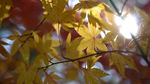 Red maple leaves with foliage in the background. Video stock 71000454