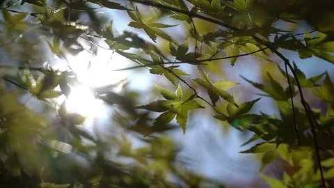 Red maple leaves with foliage in the background Video stock 71000769