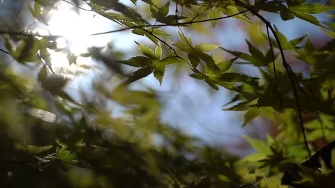 Red maple leaves with foliage in the background Video stock 71787774