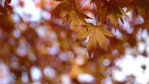 Red maple leaves with foliage in the background. Video stock 71787974