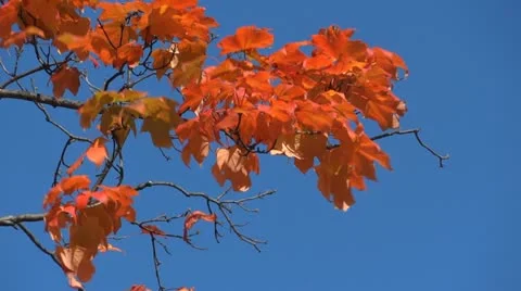 Red maple leaves 動画素材 12383402