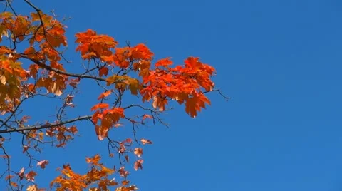 Red maple leaves Video stock 12655972