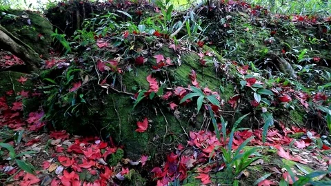 Red maple leaves Stock Footage 79739445