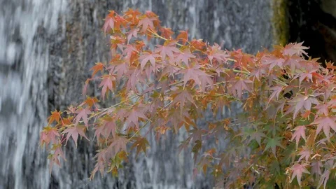 Red maple leaves Stock Footage 101978953