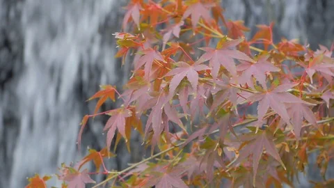 Red maple leaves Stock Footage 101978963