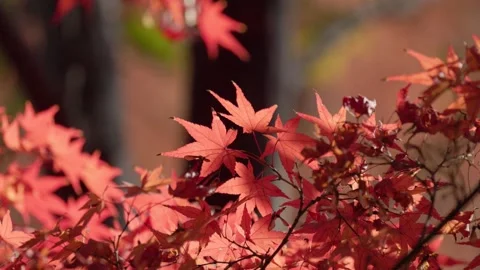 Red maple leaves Stock Footage 297605778