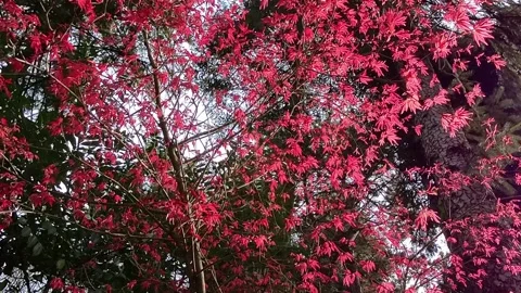 Red maple leaves Stock Footage 309006091