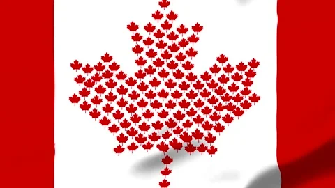 Red maple leaves forming Canada shape on white background Video stock 343573901