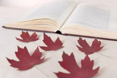 Red maple leaves lie in front of an open book. Concept of back to school. Stock Photos
