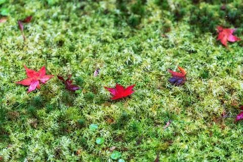 Red maple leaves on moss Stock Photos