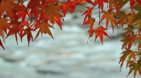Red maple leaves with mountain river in the background, change of focus. Stock Footage 43189241