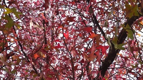 Red maple leaves moving on wind Stock Footage 72698330