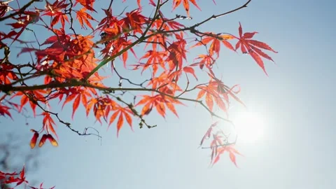 Red maple leaves moving on wind Stock Footage 146109278