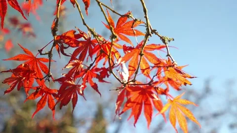Red maple leaves moving on wind Stock Footage 146109800