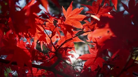 Red maple leaves moving on wind Stock-Footage 146154214