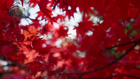 Red maple leaves moving on wind Stock-Footage 146154407
