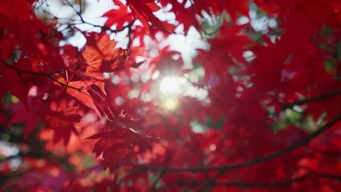 Red maple leaves moving on wind Stock-Footage 146154418