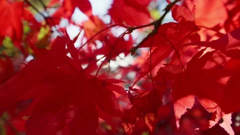Red maple leaves moving on wind Stock-Footage 146154459