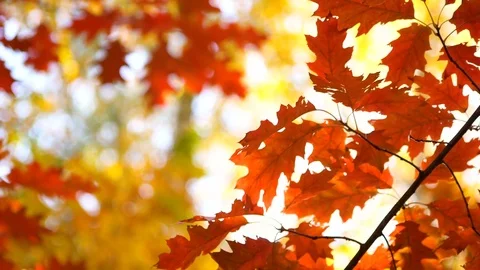 Red maple leaves moving on a yellow background. Autumn contrast. Stock-Footage 81604725