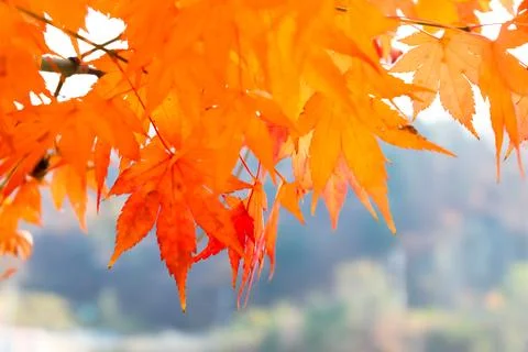 Red maple leaves nature background. Stock Photos