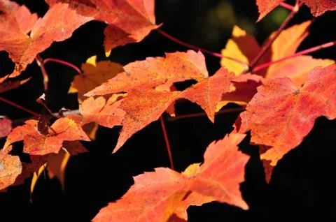Red maple leaves Stock Photos