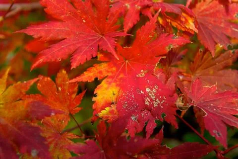 Red maple leaves Stock Photos