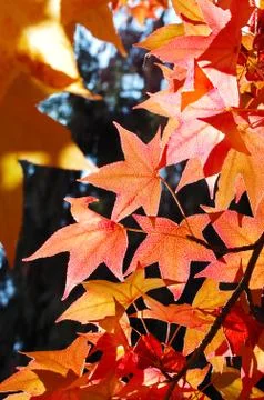 Red maple leaves Stock Photos