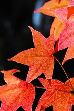 Red maple leaves Stock Photos