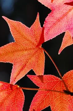 Red maple leaves Stock Photos