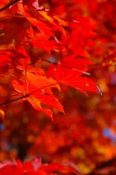 Red maple leaves Stock Photos