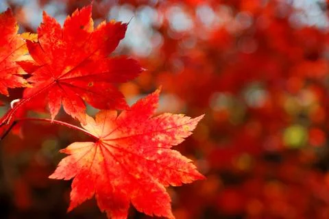 Red maple leaves Stock-Fotos