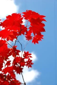 Red maple leaves Stock Photos