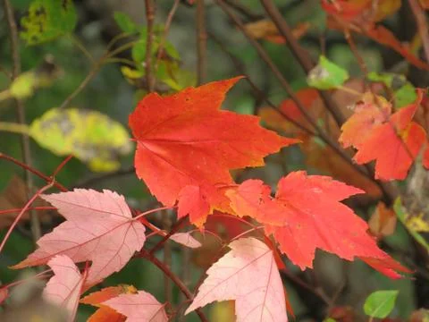 Red maple leaves Stock Photos