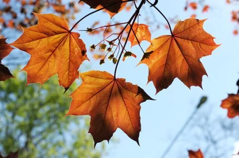 Red maple leaves Stock Photos