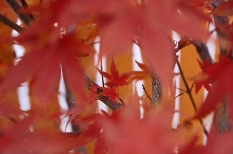 Red maple leaves Stock Photos