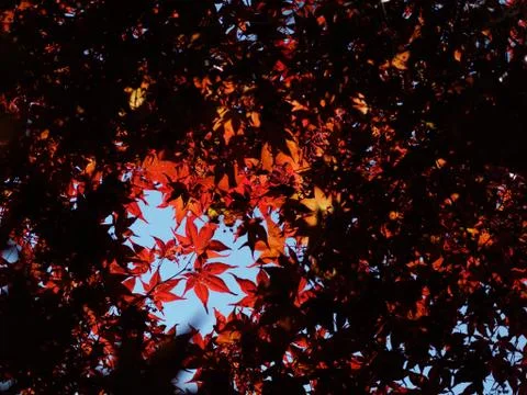 Red maple leaves Stock-Fotos
