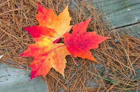 Red maple leaves Stock Photos