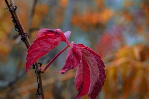Red Maple Leaves Stock Photos