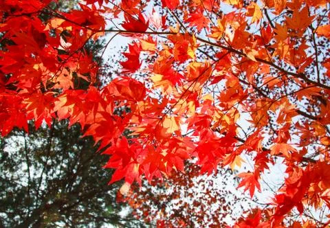 Red maple leaves Stock Photos