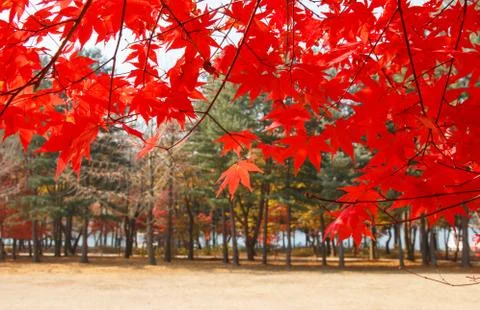 Red maple leaves Stock Photos