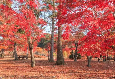 Red maple leaves Stock Photos