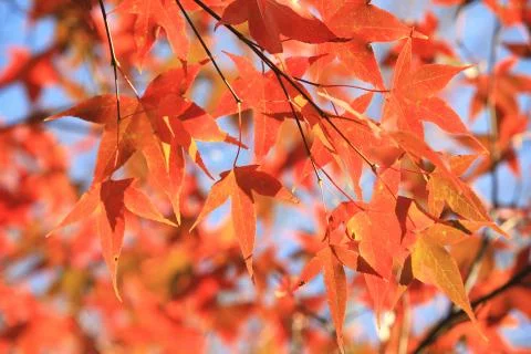 Red maple leaves Stock Photos