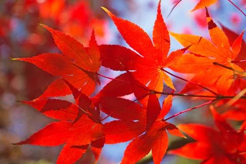 Red maple leaves. Stock Photos